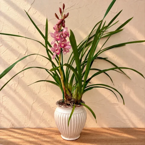 Cymbidium