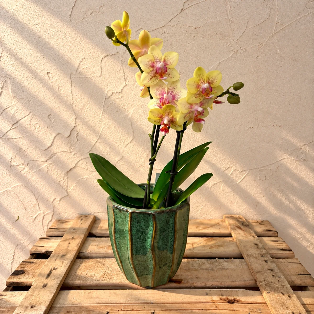 orquídea mini amarilla