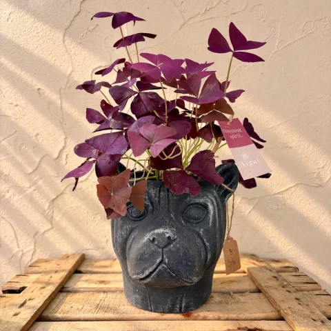 oxalis