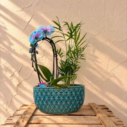 orquídea Azul y palmera