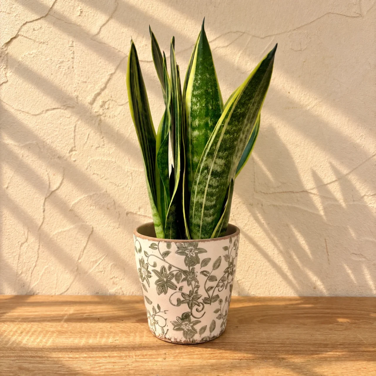 sansevieria con macetero