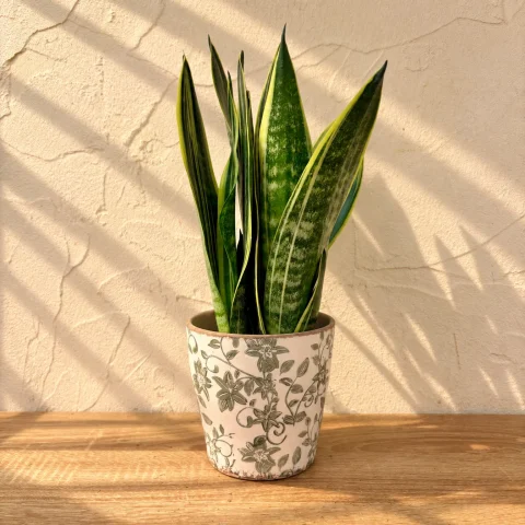 sansevieria con macetero