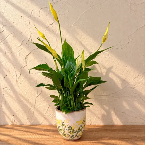 Spathiphyllum amarillo
