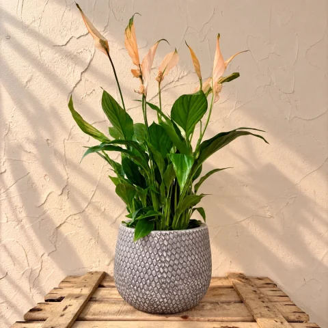 Spathiphyllum Naranja